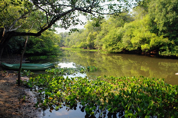 Zuidelijke Pantanal - Brazilië